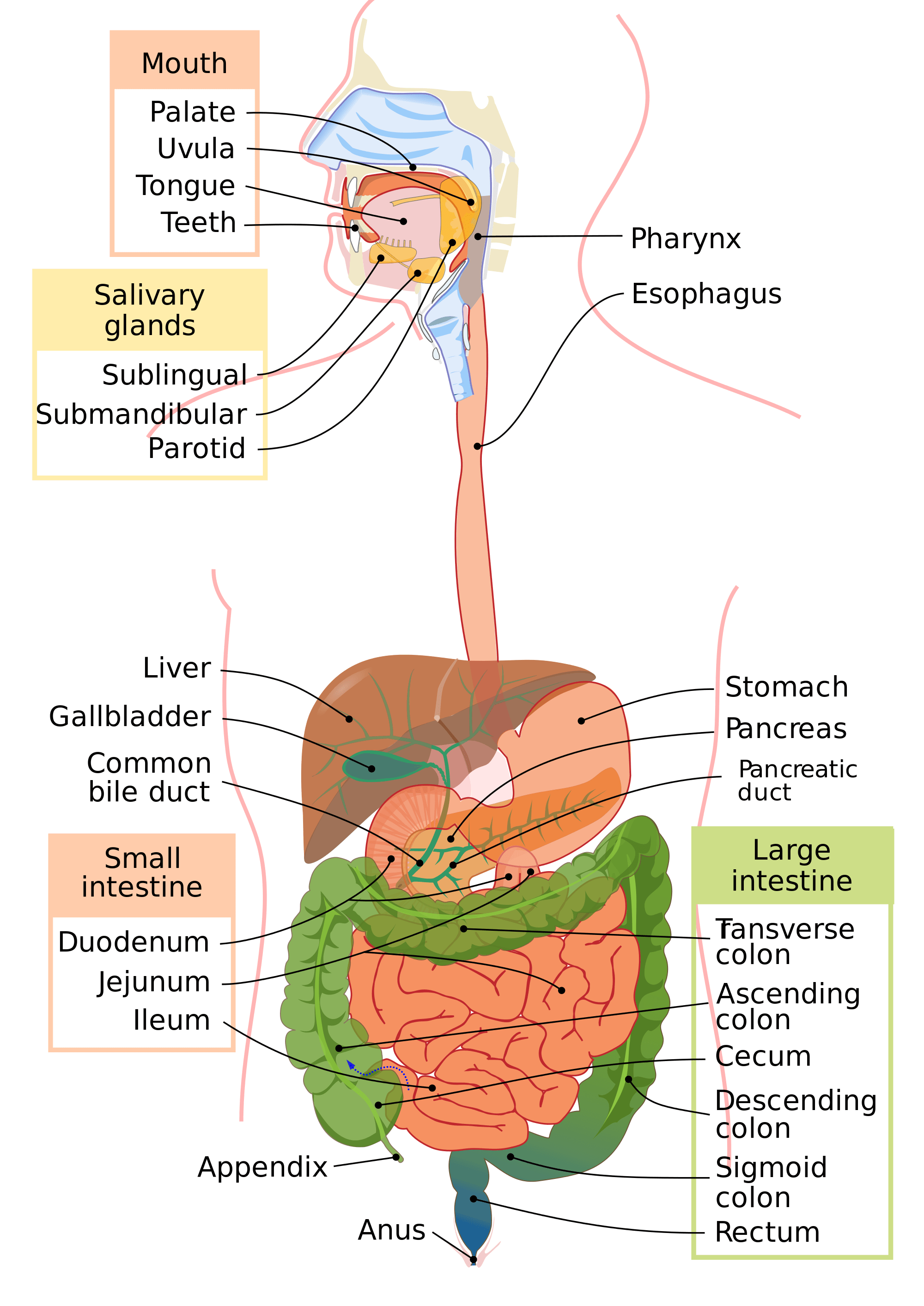 Digestive System – How does it work?